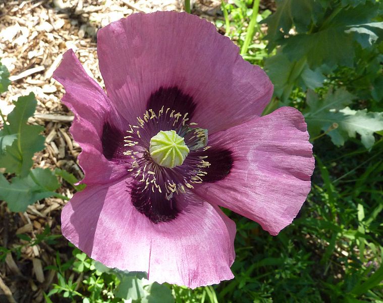 File:Papaver somniferum (Kowal).jpg