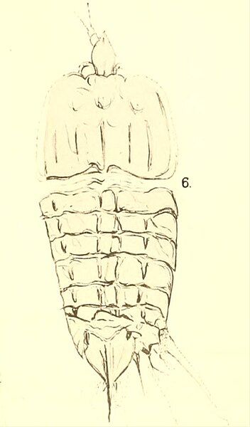 File:Perimecturus parki duplicicarinatus.jpg