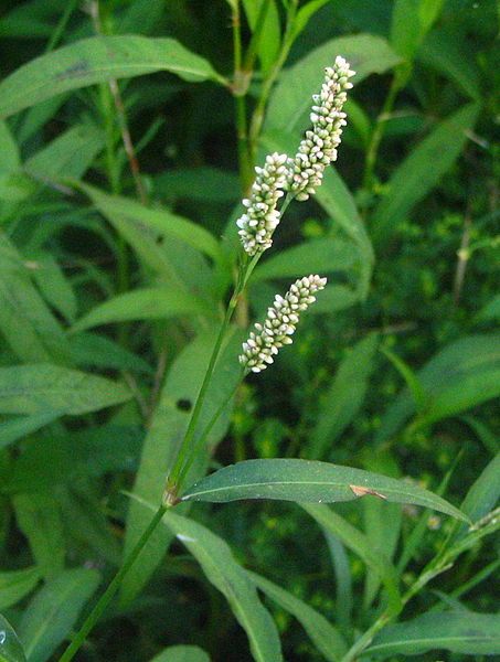 File:Polygonum persicaria bgiu.jpg