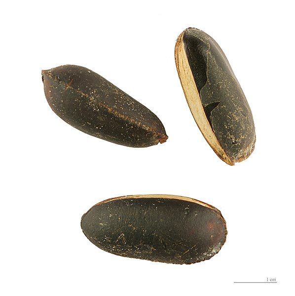 File:Pouteria caimito MHNT.jpg