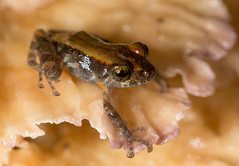 File:Pristimantis ventrimarmoratus.jpg