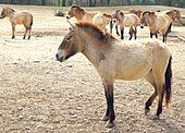 a sand-colored primitive horse with a large head and rough coat with several other similar animals in the background