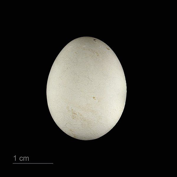 File:Psitteuteles goldiei MHNT.ZOO.2010.11.148.23.jpg