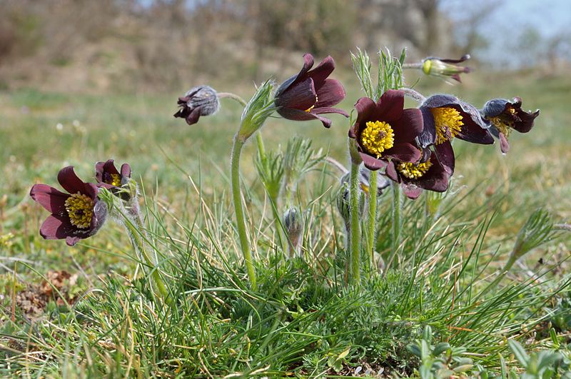 File:Pulsatilla rubra Haute-Loire.jpg