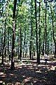 Hungarian oak-Turkey oak (Quercetum frainetto-cerris Rud) forest in the Balkans