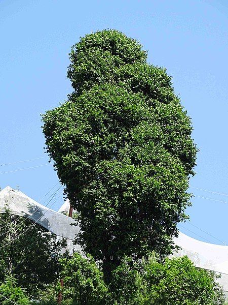 File:Quercus floribunda.jpg