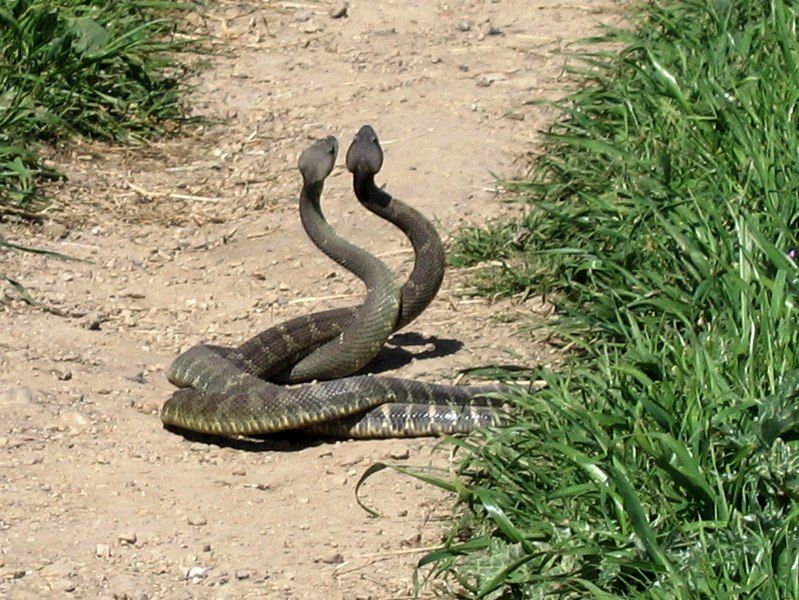 File:Rattlesnake Dance 01.jpg