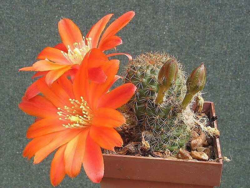 File:Rebutia tarvitaensis 1.jpg