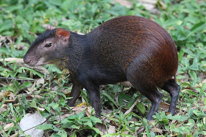 File:Red-rumped Agouti (17380318590).jpg