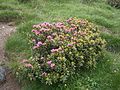 Rhododendron ferrugineum