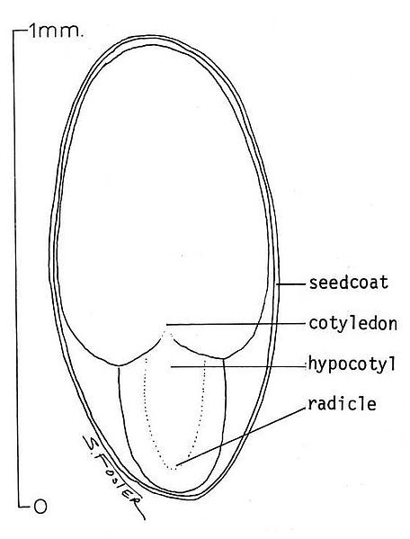 File:Salix scouleriana.seed.jpg