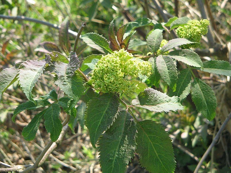 File:Sambucus racemosa03.jpg