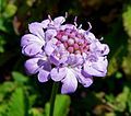 Scabiosa africana