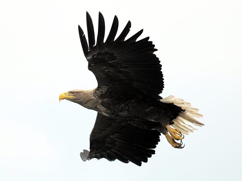 File:Seeadler-flug.jpg