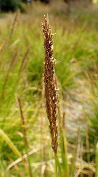 File:Sesleria autumnalis kz2.jpg