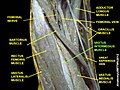 Vastus intermedius muscle