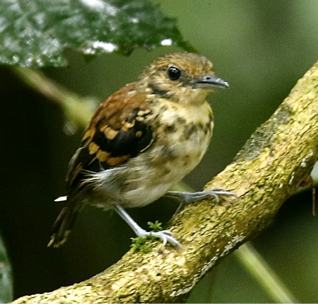 File:Spotted Antbird.tif