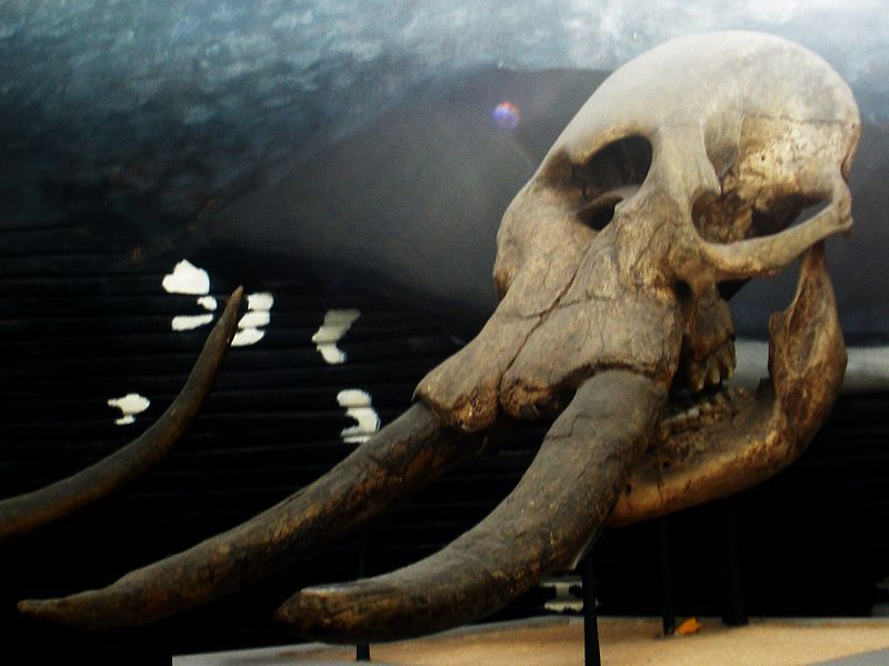 File:Stegomastodon platensis.JPG