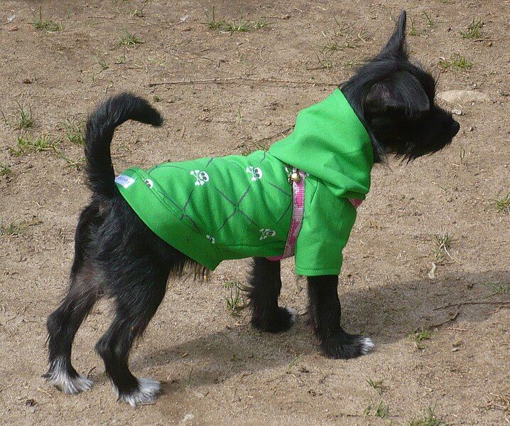 File:Sweaterdog.jpg