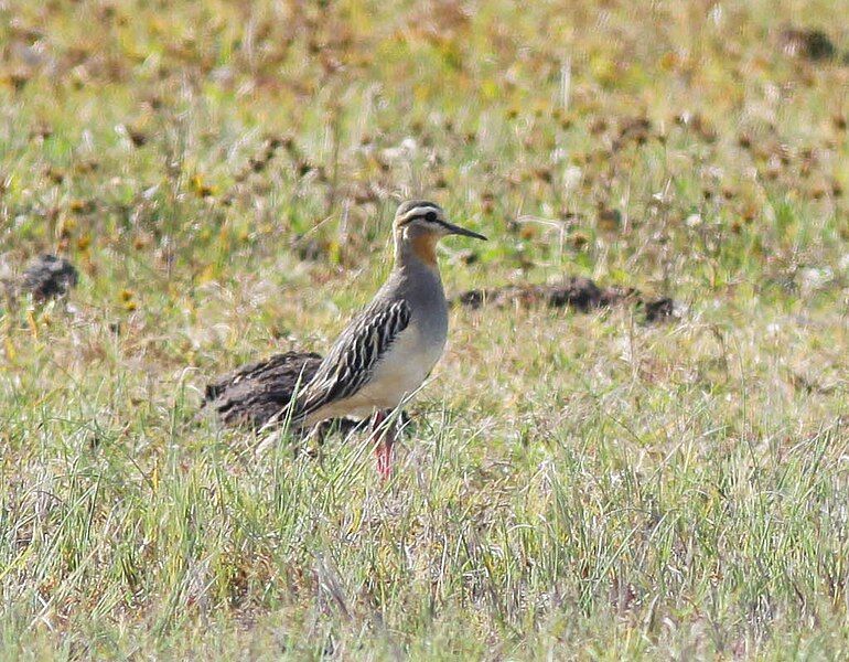 File:Tawny-throated Dotterel.jpg