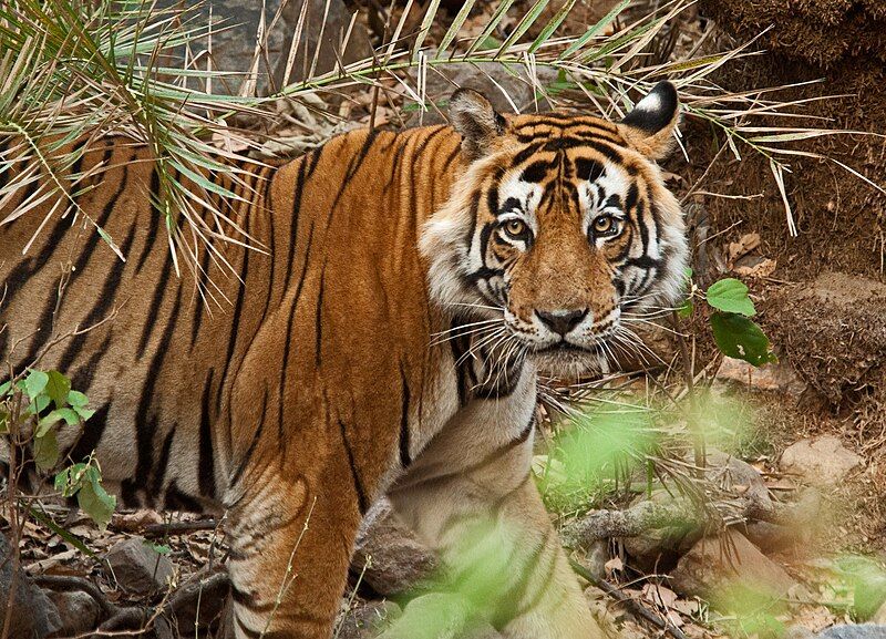 File:Tigress at Sariska.jpg