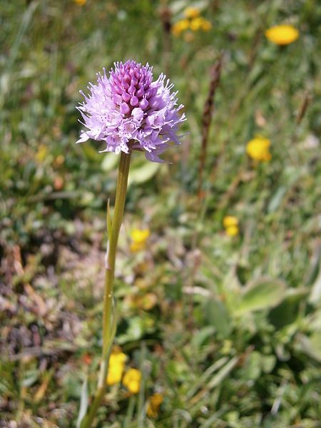 File:Traunsteinera globosa002.jpg