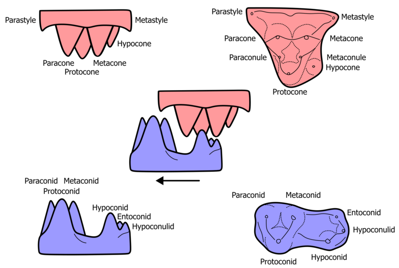 File:Tribosphenic molar diagram.png