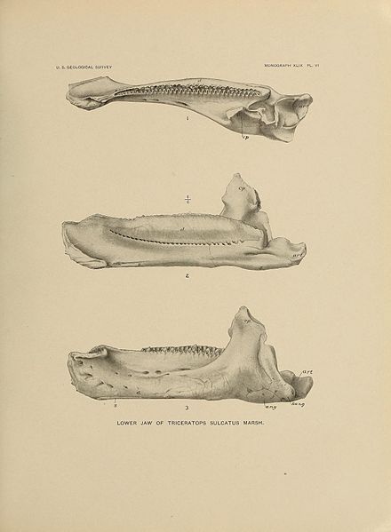 File:Triceratops sulcatus jaw.jpg