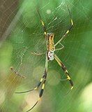 Golden orb-weaver spider