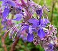 Trichostema lanatum