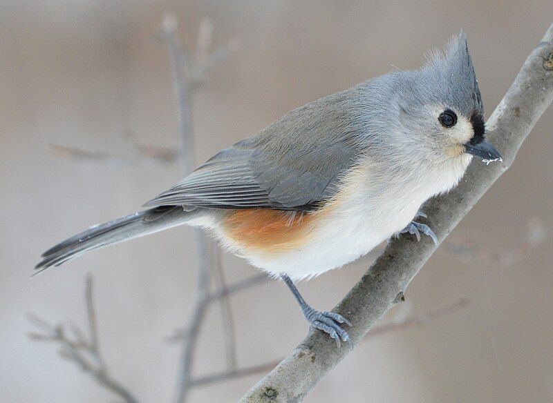 File:Tufted Titmouse (189117409).jpeg