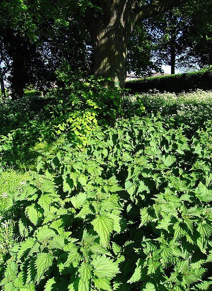 File:Urtica dioica dioica.jpg