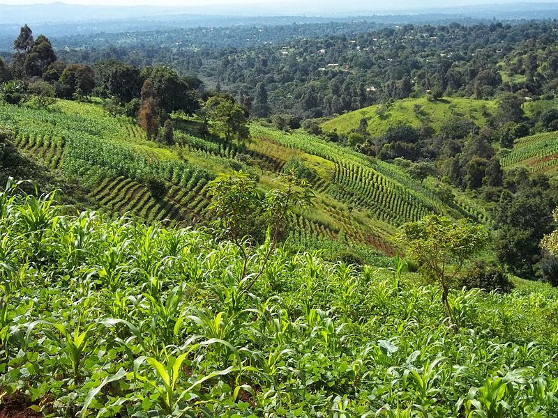 File:Végétation Bamougong.jpg