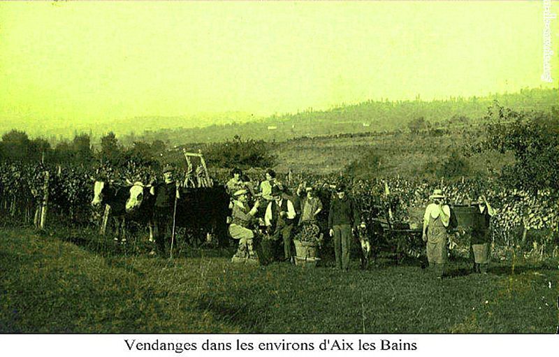 File:Vendanges près d'Aix-les-Bains.jpg