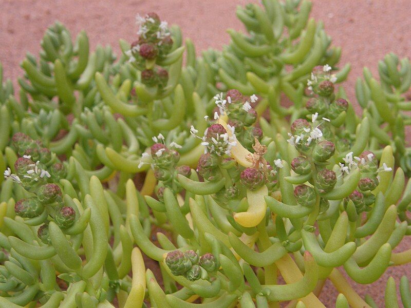 File:Verdolaga-Halophytum ameghinoi -.JPG