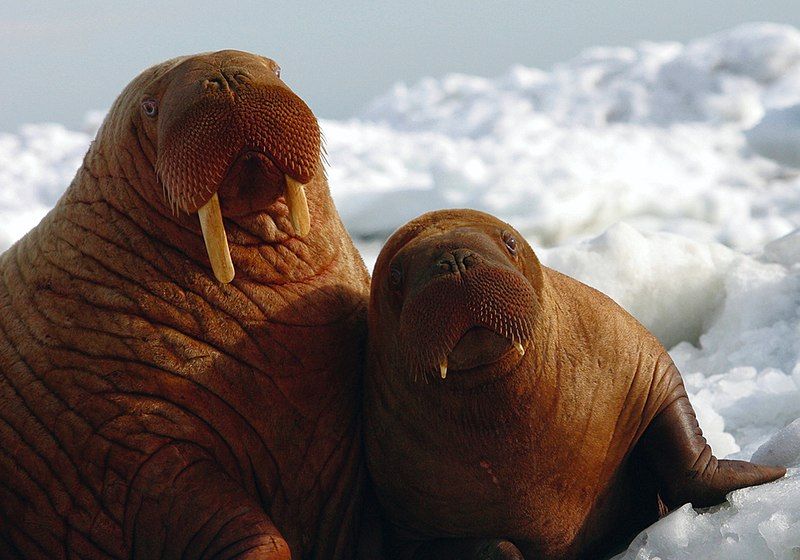 File:Walrus 2 (6383855895).jpg