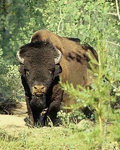 Wood bison