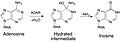 Adenosine conversion to Inosine via ADAR