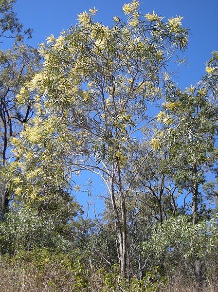 File:Acacia aulacocarpa tree.jpg