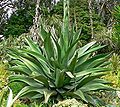 Agave salmiana var. ferox