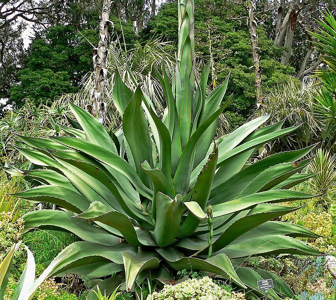 File:Agave ferox 3.jpg