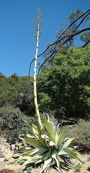 File:Agave sobria.jpg