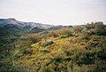 Highland shrubs in Agua Fria National Monument, Arizona, US