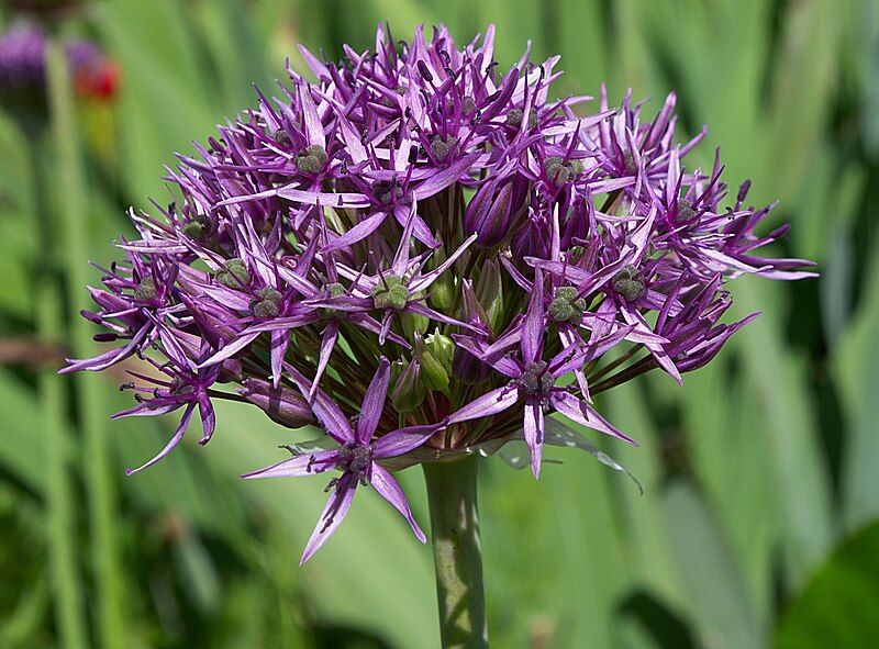 File:Allium atropurpureum 2012.jpg