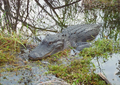 Image 21Alligator in the Florida Everglades (from Geography of Florida)