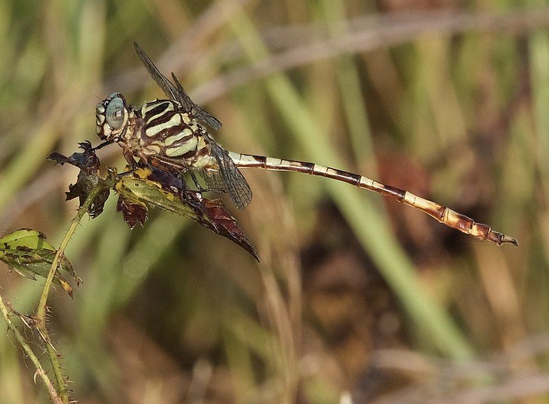 File:Aphylla angustifolia 44316753.jpg