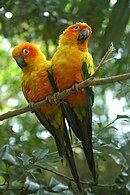 A yellow parrot with orange cheeks, green-tipped wings and tail, and white eye-spots