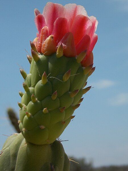 File:Austrocylindropuntia subulata 01.JPG