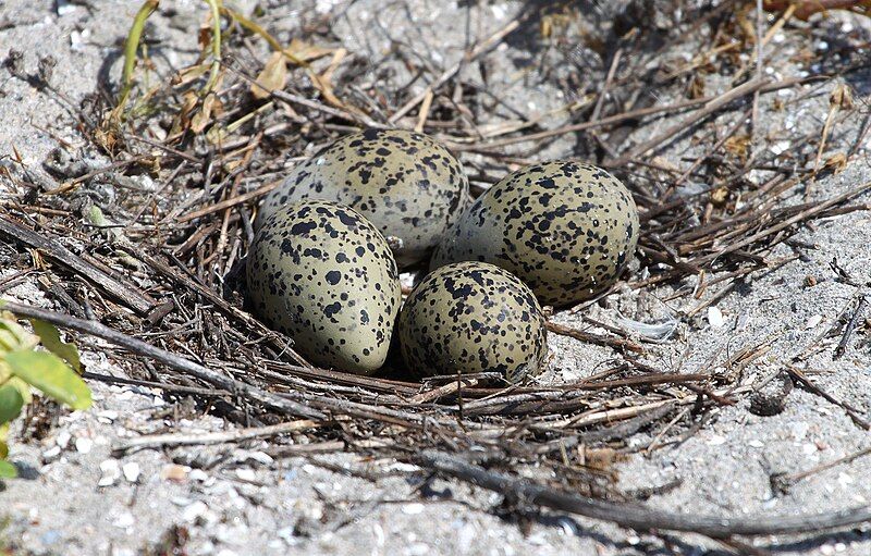 File:Avocet four eggs.jpg