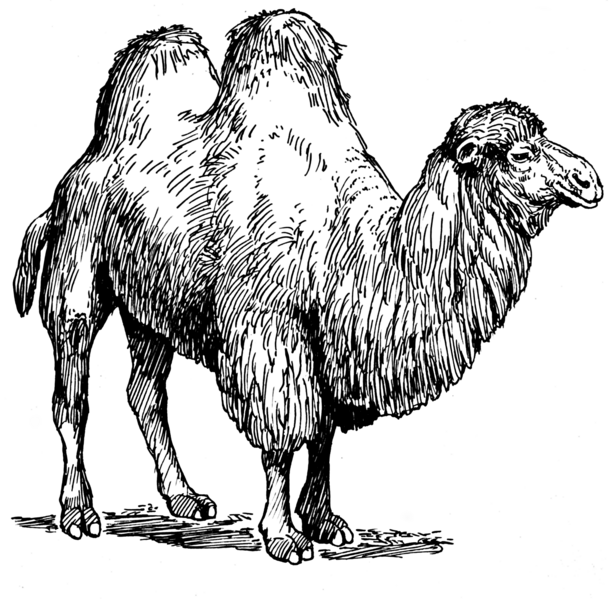 File:Bactrian Camel (PSF).png